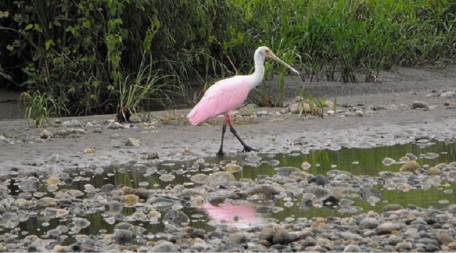 Avistamientos de aves